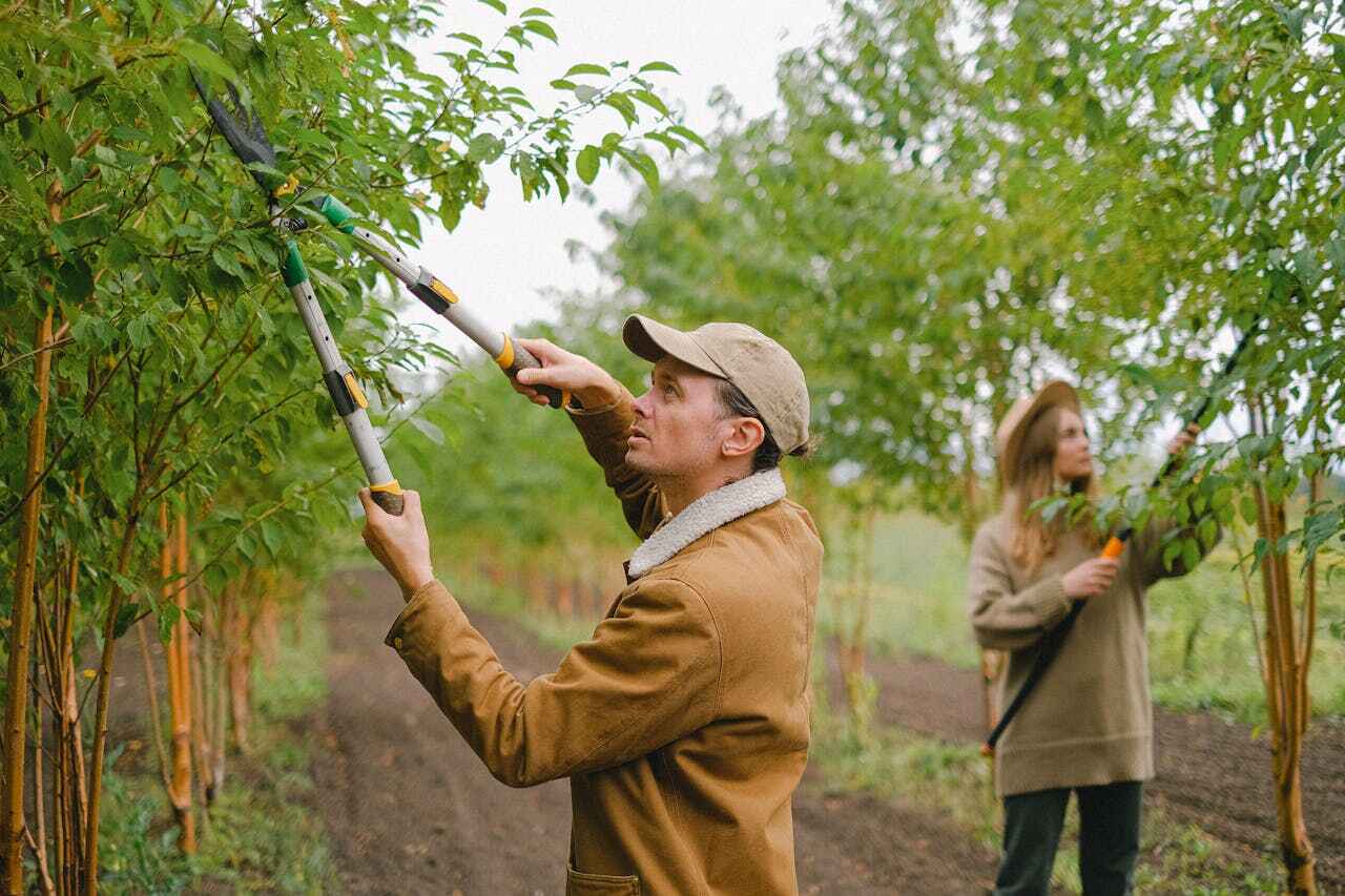 Best Tree Care Services  in Buckhead Ridge, FL